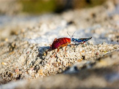 Kinh hãi tò vò ngọc lục bảo, ác mộng với những con gián