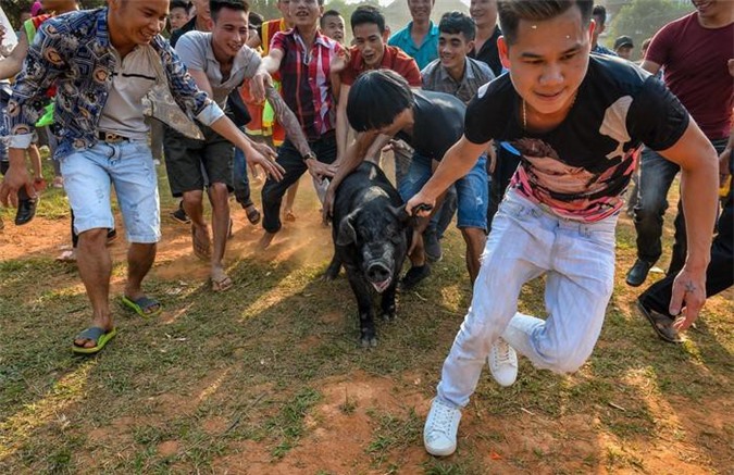 Cầu may gì từ cái lông lợn?