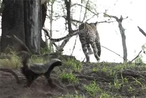 Clip: Báo hoa mai chạy ‘trối chết’ vì bị lửng mật tấn công