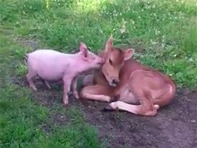 Lạ kỳ tình cảm thắm thiết của cặp đôi bê và lợn