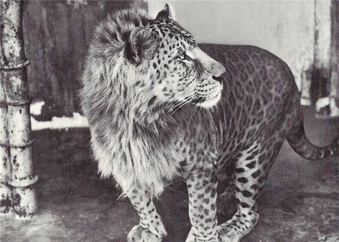 Những “hoàng tử lai” đẹp đến ngỡ ngàng trong thế giới động vật - Ảnh 16.