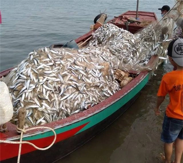 Trúng mẻ cá khủng 100 tấn ngày đầu năm, thu về gần 6 tỷ đồng - 4