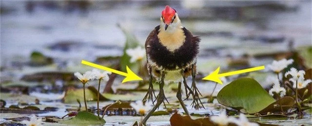 Tưởng bị nhiễm phóng xạ mọc ra 10 chân, sự thật về con chim kỳ lạ lại khiến Internet cảm phục - Ảnh 1.