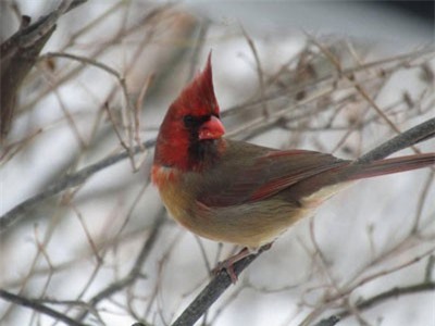 Con chim kỳ lạ này có bộ lông nửa trống nửa mái và sự thực đằng sau sẽ khiến ai cũng sửng sốt