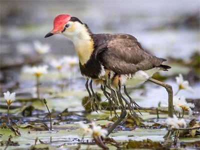 Tưởng bị nhiễm phóng xạ mọc ra 10 chân, sự thật về con chim kỳ lạ lại khiến Internet cảm phục