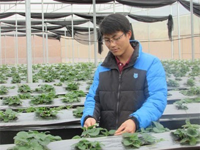 Cất bằng đại học về trồng dâu tây, làm du lịch, lãi 700 triệu/năm