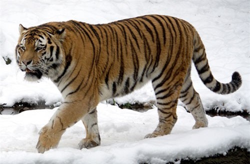 CLIP HOT (12/2): Voi bỏ chạy vì bị trâu rừng húc; hổ du xuân khiến người dân lạnh gáy