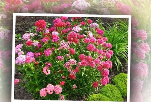 Giá hoa tươi sau Tết tăng đột biến