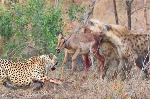 Clip: Linh cẩu đoạt mồi của báo săn trong tích tắc