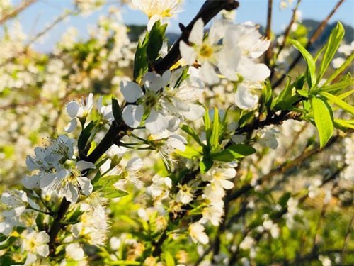 Mê mẩn những cánh đồng hoa đẹp như thiên đường ở Mộc Châu