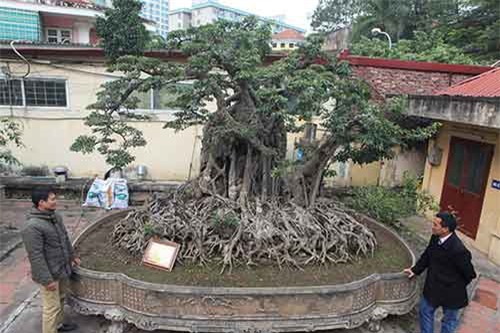 Chiêm ngưỡng hai cây sanh 'khủng' cực đẹp của doanh nhân bí ẩn ở Hà Nội