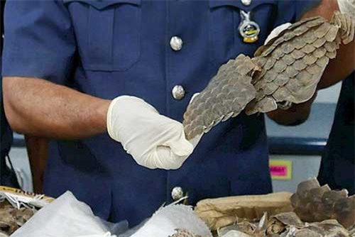 Malaysia bắt giữ lô hàng chứa 30 tấn tê tê