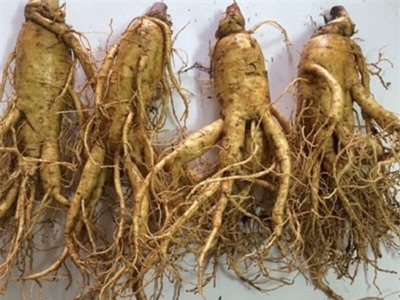 Thảo dược trị bệnh xương khớp hiệu quả trong dân gian