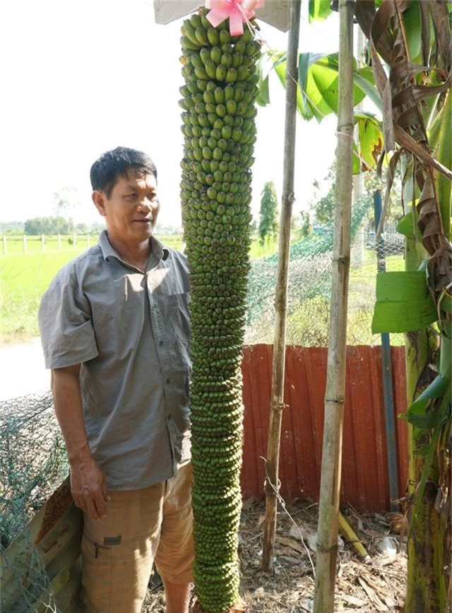 Quảng Ngãi: Độc đáo buồng chuối trên 100 nải, dài hơn 2m - 1