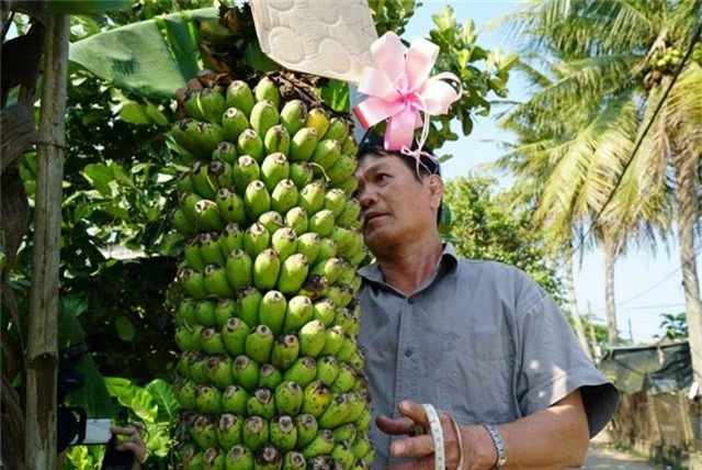 Quảng Ngãi: Độc đáo buồng chuối trên 100 nải, dài hơn 2m - 3