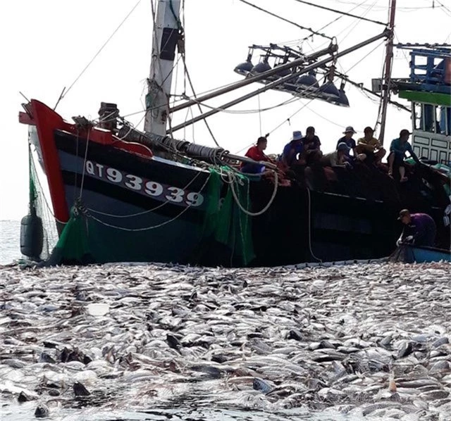 Tận mắt nhìn mẻ cá “siêu khủng” 100 tấn trong lưới ngư dân Quảng Trị - 1