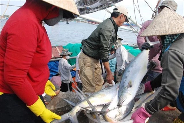 Tận mắt nhìn mẻ cá “siêu khủng” 100 tấn trong lưới ngư dân Quảng Trị - 10