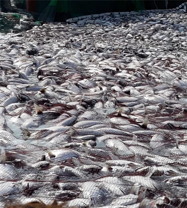 Tận mắt nhìn mẻ cá “siêu khủng” 100 tấn trong lưới ngư dân Quảng Trị - 3