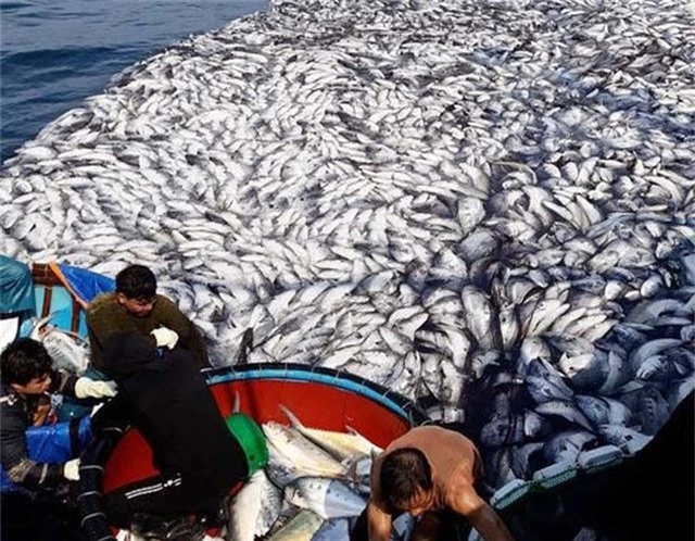 Tận mắt nhìn mẻ cá “siêu khủng” 100 tấn trong lưới ngư dân Quảng Trị - 7