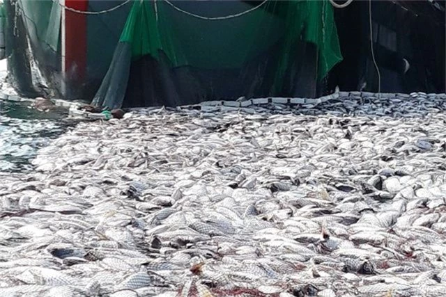 Tận mắt nhìn mẻ cá “siêu khủng” 100 tấn trong lưới ngư dân Quảng Trị - 8