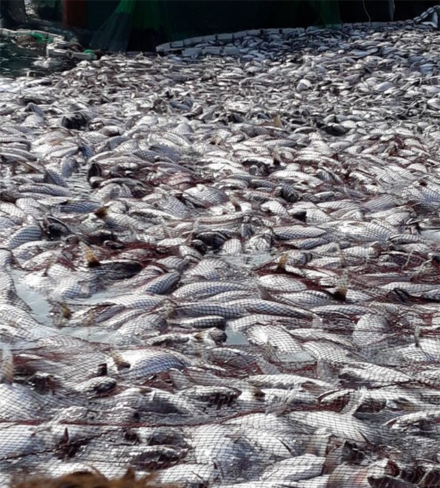 Tận mắt nhìn mẻ cá “siêu khủng” 100 tấn trong lưới ngư dân Quảng Trị