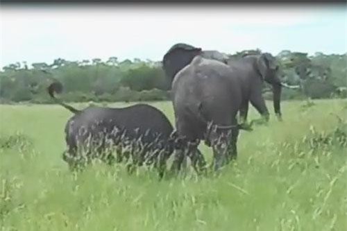 CLIP: Sốc trước cảnh voi bỏ chạy vì bị trâu rừng húc