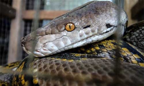 Cảnh sát Indonesia xin lỗi vụ dùng rắn để hỏi cung