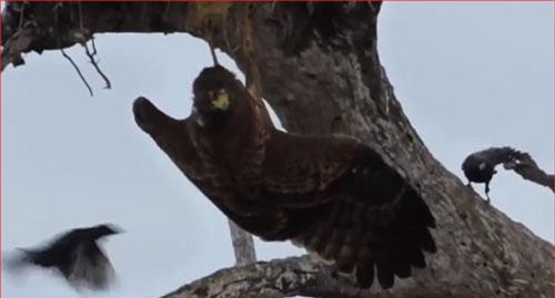 CLIP: Vừa thoát khỏi diều hâu, chim con lại gặp phải cá sấu