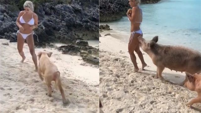 Hot girl Instagram bị lợn cắn trên biển