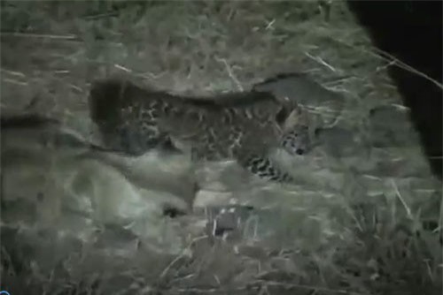 CLIP: Xúc động trước cảnh sư tử mẹ nuôi báo con mồ côi