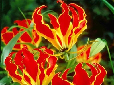 Sợ hãi loài hoa ngót nghẻo kịch độc ở Việt Nam