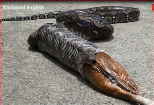 CLIP: Trăn nôn ra một con mèo