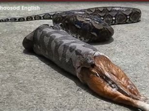 CLIP: Trăn nôn ra một con mèo