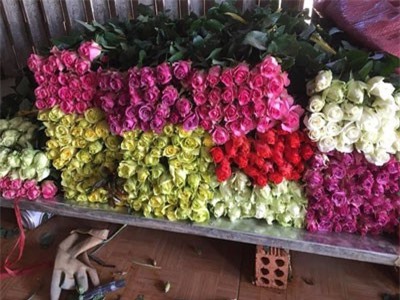 Hoa hồng tăng giá mạnh dịp Lễ tình nhân Valentine