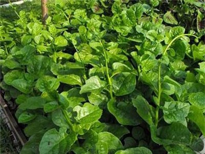 Giật mình trước những tác hại ít biết từ rau mồng tơi