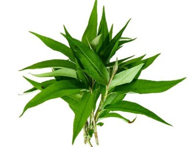 Những công dụng tuyệt vời của rau răm