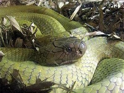 Rắn khổng lồ trên đảo Phú Quốc qua lời kể nhân chứng sống