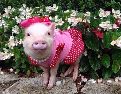 Ngưỡng mộ những chú lợn còn thời trang hơn cả con người