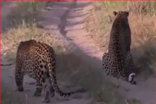 CLIP: Báo trẻ bỏ chạy khi bị báo già 'đánh úp'