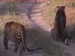 CLIP: Báo trẻ bỏ chạy khi bị báo già 'đánh úp'