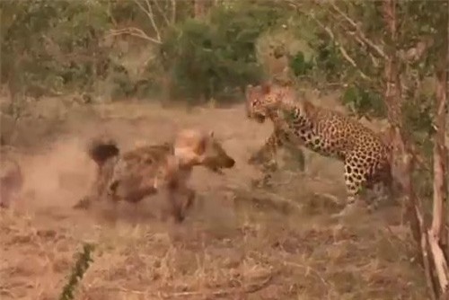 Clip: Báo hoa mai 'ngậm ngùi' nhường bữa ăn cho đối thủ