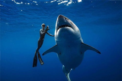 Choáng váng cá mập trắng lớn 'khủng' như quái vật ngoài hành tinh