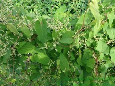 Cây hà thủ ô - bài thuốc tốt cho nam giới yếu sinh lý