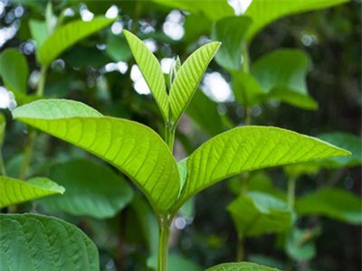 Bất ngờ trước công dụng của lá ổi đối với sức khỏe