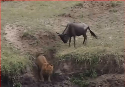 CLIP: Sư tử bỏ chạy khi gặp linh dương hung dữ