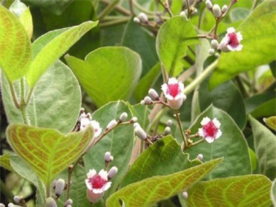 Lợi ích chữa bệnh của lá mơ lông