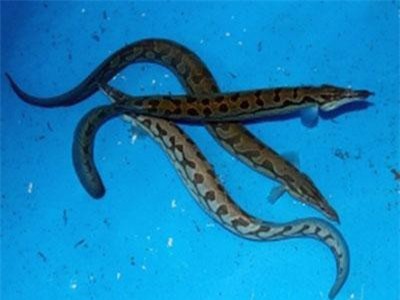 Loài cá đặc sản nức tiếng Tây Nam Bộ trông như rắn thịt cực ngon