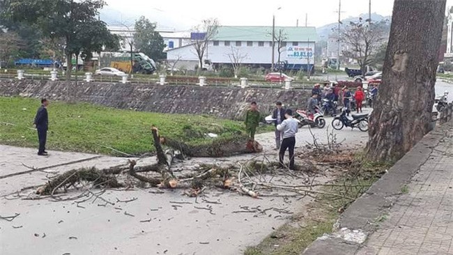 Bị cành cây gạo rơi trúng người, nam thanh niên tử vong tại chỗ
