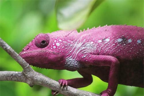 Clip: Mãn nhãn xem quá trình ngụy trang của tắc kè hoa