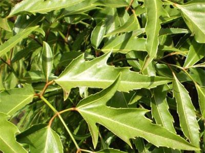 Những công dụng tuyệt vời của cây đinh lăng